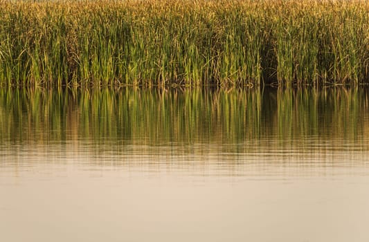 The still water reflects the reeds and their golden reflections under a beautiful, hazy sky.
