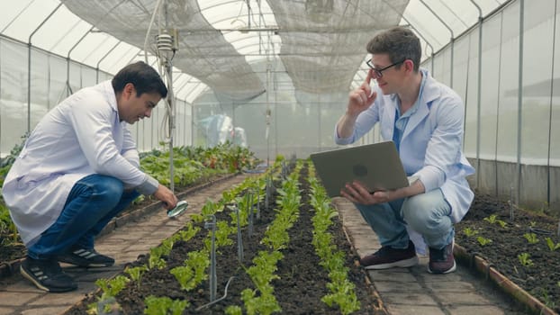 Two Biotechnology man engineer holding magnifying glass and looking at the vegetables leaf in hydroponics farm for disease, Professional researcher agriculture scientist use laptop computer
