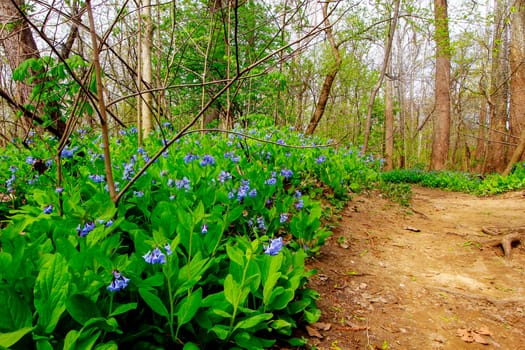 Views from the Bluebell Trail, Three Creeks Metro Park, Columbus, Ohio