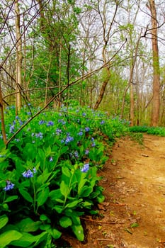 Views from the Bluebell Trail, Three Creeks Metro Park, Columbus, Ohio
