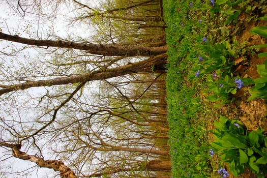 Views from the Bluebell Trail, Three Creeks Metro Park, Columbus, Ohio