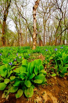 Views from the Bluebell Trail, Three Creeks Metro Park, Columbus, Ohio