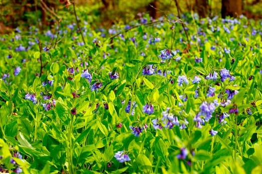Views from the Bluebell Trail, Three Creeks Metro Park, Columbus, Ohio