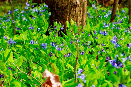 Views from the Bluebell Trail, Three Creeks Metro Park, Columbus, Ohio