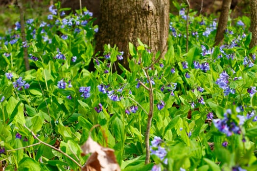 Views from the Bluebell Trail, Three Creeks Metro Park, Columbus, Ohio