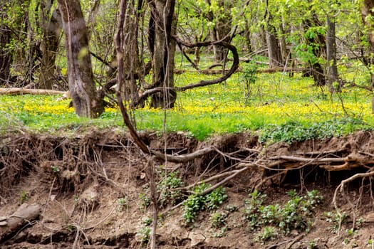 Views from the Bluebell Trail, Three Creeks Metro Park, Columbus, Ohio