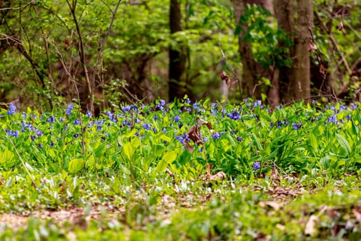 Views from the Bluebell Trail, Three Creeks Metro Park, Columbus, Ohio