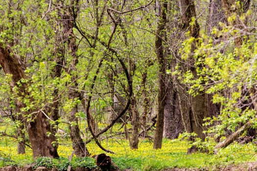 Views from the Bluebell Trail, Three Creeks Metro Park, Columbus, Ohio