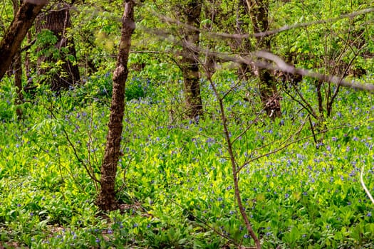 Views from the Bluebell Trail, Three Creeks Metro Park, Columbus, Ohio