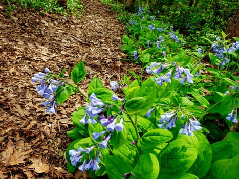 Views from the Bluebell Trail, Three Creeks Metro Park, Columbus, Ohio