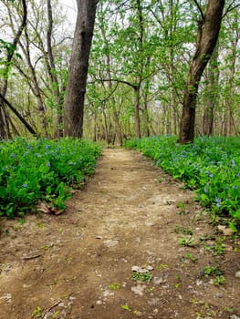 Views from the Bluebell Trail, Three Creeks Metro Park, Columbus, Ohio
