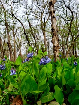 Views from the Bluebell Trail, Three Creeks Metro Park, Columbus, Ohio