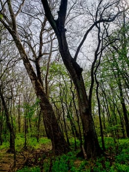 Views from the Bluebell Trail, Three Creeks Metro Park, Columbus, Ohio