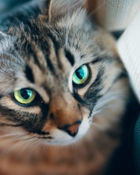 Grey cat animal striped cute sweet. Vertical
