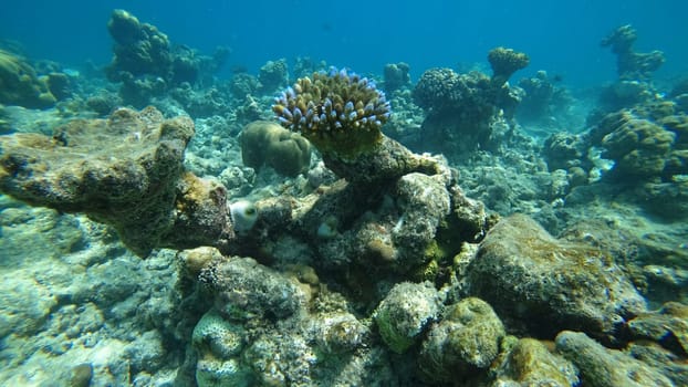 Underwater view of a vibrant coral reef ecosystem teeming with diverse marine life, showcasing the beauty and fragility of ocean environments