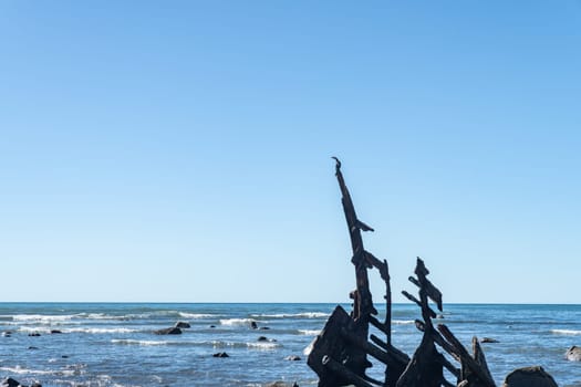 Pied shag rests on point of shipwrecked remains of bow of Gairloch silhouette on south end Oakura beach New Plymouth.