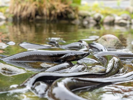 New Zealand Long fin eel gathering in stream writhing and slimy.
