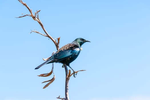 Tui or Prosthemadera novaeseelandiae perched on dry flax stem on Mount Maunganui