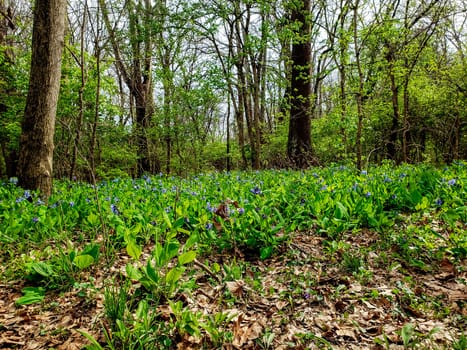 Views from the Bluebell Trail, Three Creeks Metro Park, Columbus, Ohio