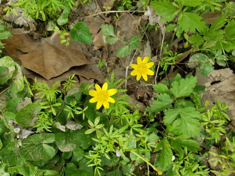 Views from the Bluebell Trail, Three Creeks Metro Park, Columbus, Ohio