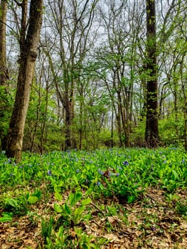 Views from the Bluebell Trail, Three Creeks Metro Park, Columbus, Ohio