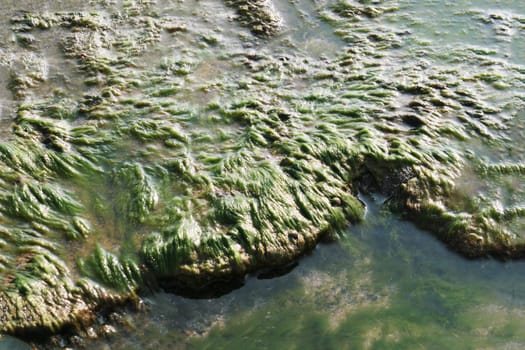 Close-up of vibrant green seaweed on rocks in shallow waters along shoreline.