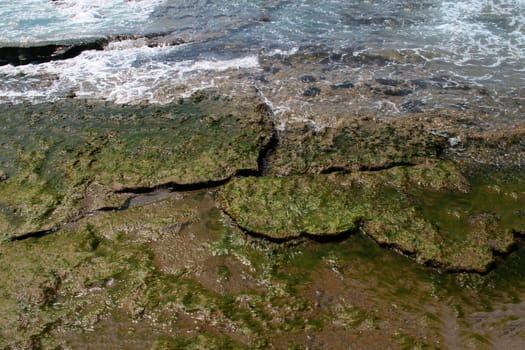 Close-up of green algae on rocks in shallow water along coastline. Seashore after low tide.