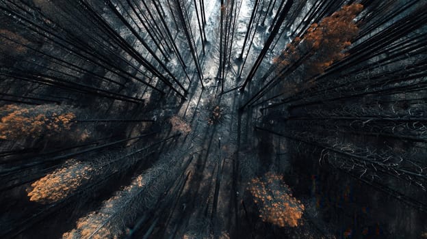 A powerful drone image showing a burnt forest with contrasting orange foliage among the blackened trees. Ideal for illustrating wildfire impact, environmental recovery, and ecological themes