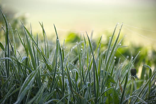 Capturing detailed grass blades covered in dew drops during the morning sunlight, evoking freshness and vitality.