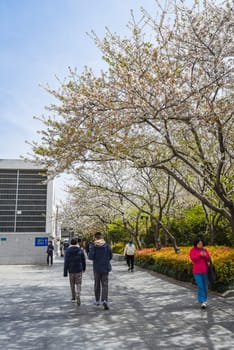 Shanghai, China - 1 April 2025: Spring scene with cherry blossoms along a walkway. People stroll under flowering trees, sunlight filtering through branches. Modern building and shrubs frame the view