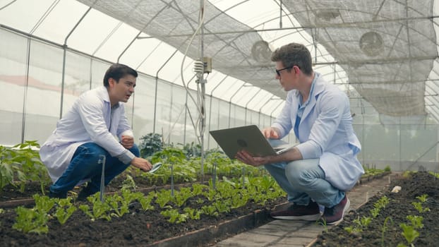Two Biotechnology man engineer holding magnifying glass and looking at the vegetables leaf in hydroponics farm for disease, Professional researcher agriculture scientist use laptop computer