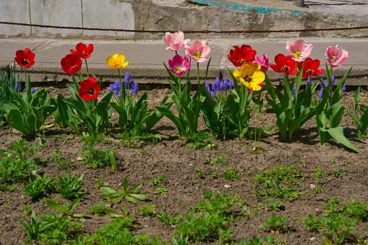 a garden plot in which flowers are grown. a bulbous spring flowering plant of the lily family, with boldly colored cup shaped flowers