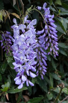 Delicate clusters of pale purple wisteria flowers dangle gracefully from lush, green foliage, creating a vibrant display that signifies the arrival of spring.