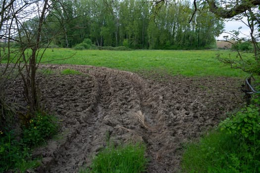 After a rainfall, tire tracks are clearly seen leading into a vibrant agricultural field, framed by dense trees. The muddy ground reflects recent weather conditions.