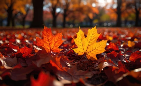 Golden and orange maple leaves rest on the ground, illuminated by the warm glow of the setting sun. The park is alive with the rich colors of fall foliage, creating a picturesque view.