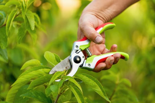 A hand holding pruning shears carefully trims green leaves in a vibrant garden. The scene captures the essence of gardening and plant care in bright, natural light.