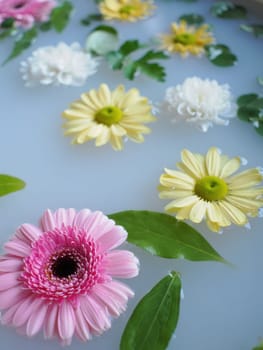 Delicate flowers in shades of pink, yellow, and white float atop calm water. Green leaves are interspersed, creating a serene and peaceful atmosphere perfect for relaxation.