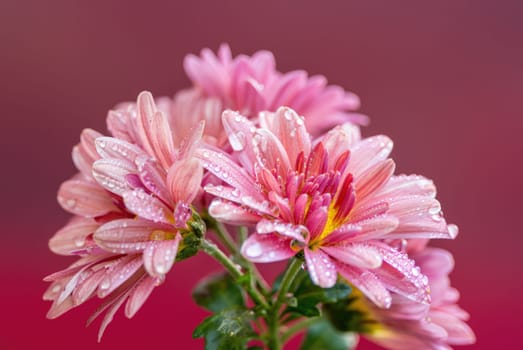 Delicate pink flowers display vibrant petals adorned with shimmering water droplets. The soft red background enhances the beauty, creating a tranquil garden atmosphere that captures natures elegance.