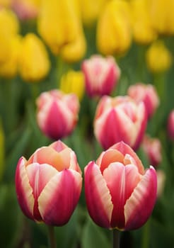 Clusters of pink and white tulips stand out against a backdrop of bright yellow tulips, showcasing the beauty of spring. The flowers are in full bloom, attracting attention from nature lovers.