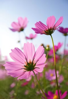 Delicate pink flowers stand tall amidst a colorful garden, basking in warm sunlight on a clear day. A gentle breeze sways their petals as the blue sky provides a perfect backdrop.