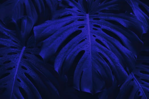 Large monstera leaves display a deep blue hue, showcasing their unique splits and holes. The arrangement highlights the lushness of tropical vegetation, creating an intriguing visual effect.