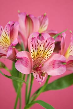 Display of pink flowers featuring intricate patterns on petals, showcased against a bright pink backdrop. These blossoms add a lively touch to the environment.
