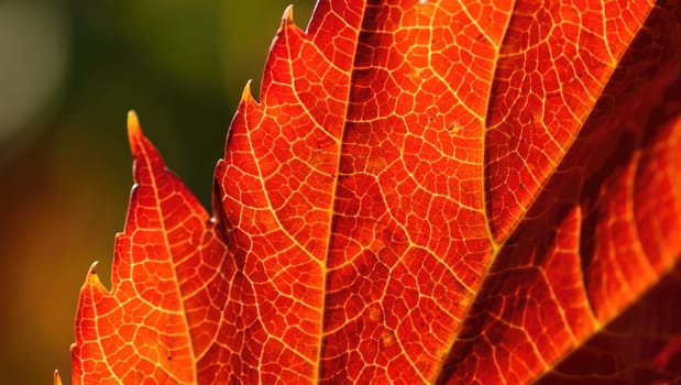 Close up of vibrant red and orange autumn leaves showcasing detailed vein patterns illuminated by sunlight. The natural beauty of fall foliage is highlighted in this striking capture.