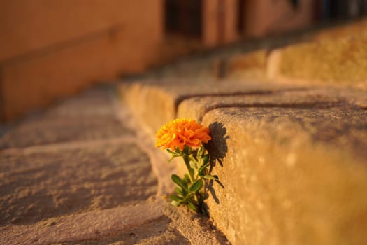 A vibrant orange flower emerges from the cracks of stone steps, illuminated by warm light during golden hour. Nature finds a way to thrive in an urban environment.