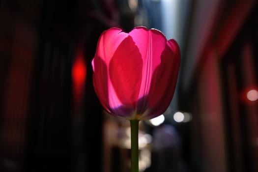 A vibrant pink tulip stands tall in a narrow urban alley, illuminated by soft afternoon sunlight. The delicate petals create a stunning contrast with the surrounding dimness, enhancing its beauty.
