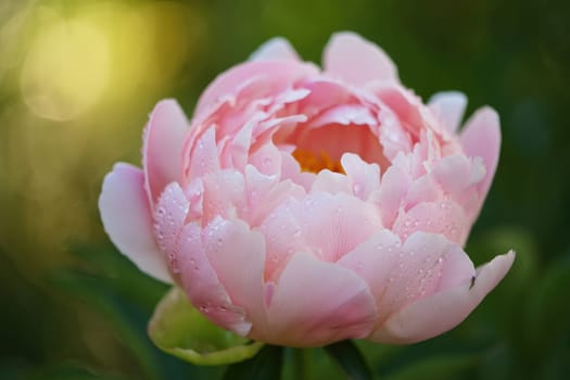 This peony displays delicate pink petals adorned with raindrops, set against a vibrant green background. The image captures the essence of spring and the beauty of blooming flowers.