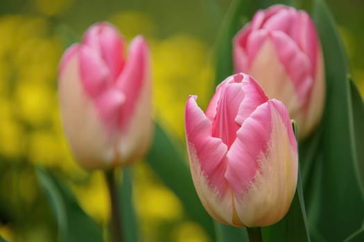 Bright pink and white tulips stand tall in a lush garden, surrounded by a sea of green foliage. The vibrant flowers showcase the beauty of spring with their delicate petals and rich colors.