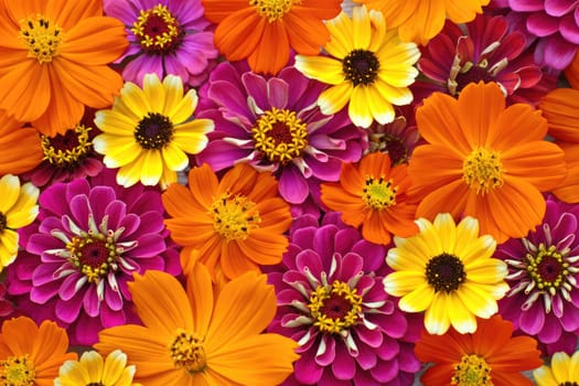 A lively mix of orange, yellow, and pink flowers blossoms in a garden. The floral arrangement showcases various shapes and sizes, creating a cheerful atmosphere during spring.