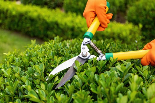 A gardener is carefully trimming a vibrant green hedge using large shears. Bright orange gloves protect their hands while working in a well kept garden under clear skies.
