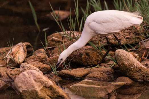 An elegant white heron with a long, slender beak stands gracefully on the rocky shore of a calm river. The lush vegetation and tranquil waters create a serene scene, highlighting the natural beauty and graceful presence of the heron in its habitat.
